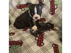 Boston Terrier Puppy for sale in Waco, TX, USA