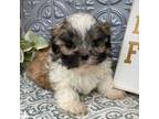 Shih Tzu Puppy for sale in Atlanta, GA, USA
