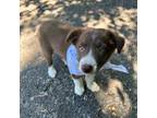Border Collie Puppy for sale in Appleton, NY, USA