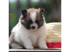 Pomeranian Puppy for sale in Bluford, IL, USA
