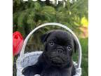 Pug Puppy for sale in Charles City, IA, USA