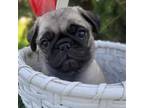 Pug Puppy for sale in Charles City, IA, USA