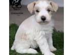 Schnauzer (Miniature) Puppy for sale in Delta, CO, USA
