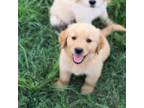 Golden Retriever Puppy for sale in Austin, TX, USA