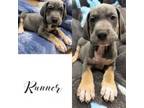 Great Dane Puppy for sale in Independence, MO, USA