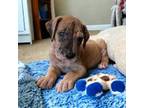 Great Dane Puppy for sale in Independence, MO, USA