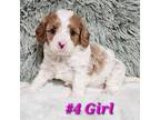 Cavapoo Puppy for sale in Walling, TN, USA