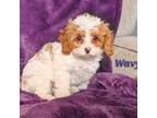 4 Girl cavapoo