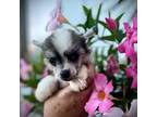 Chinese Crested Puppy for sale in Lake Helen, FL, USA