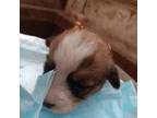 Pembroke Welsh Corgi Puppy for sale in Beaverton, OR, USA