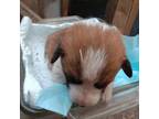 Pembroke Welsh Corgi Puppy for sale in Beaverton, OR, USA