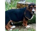 Basset Hound Puppy for sale in Newmanstown, PA, USA