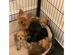 Yorkshire Terrier Puppy for sale in Hamilton, NC, USA