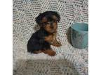 Yorkshire Terrier Puppy for sale in Scottville, MI, USA