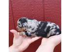 Miniature Australian Shepherd Puppy for sale in Jasper, MO, USA
