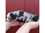 Miniature Australian Shepherd Puppy for sale in Jasper, MO, USA