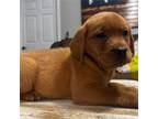 Labrador Retriever Puppy for sale in Ruth, MS, USA