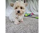 Maltipoo Puppy for sale in Oneida, NY, USA