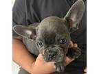 French Bulldog Puppy for sale in New Port Richey, FL, USA