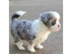 Shih Tzu Puppy for sale in Salem, VA, USA