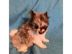 Pomeranian Puppy for sale in Summer Shade, KY, USA