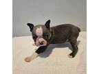 Boston Terrier Puppy for sale in Greenville, GA, USA