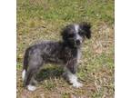 Aussiedoodle Puppy for sale in Jacksonville, FL, USA