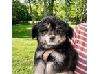 Mutt Puppy for sale in Murfreesboro, TN, USA
