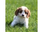 Cavalier King Charles Spaniel Puppy for sale in Lansing, MI, USA