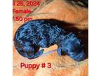 Poodle (Toy) Puppy for sale in Mineral, VA, USA