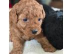 Poodle (Toy) Puppy for sale in Mineral, VA, USA