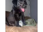 Labrador Retriever Puppy for sale in Timberlake, NC, USA