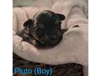 Mutt Puppy for sale in Virginia Beach, VA, USA