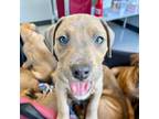 Doberman Pinscher Puppy for sale in Richmond Hill, GA, USA