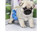Pug Puppy for sale in Whitwell, TN, USA