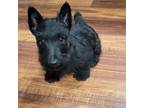 Scottish Terrier Puppy for sale in Seymour, MO, USA