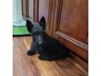 Scottish Terrier Puppy for sale in Seymour, MO, USA