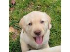 Labrador Retriever Puppy for sale in Seymour, MO, USA