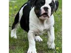 Olde English Bulldogge Puppy for sale in Fridley, MN, USA