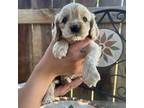 Cocker Spaniel Puppy for sale in Tulare, CA, USA