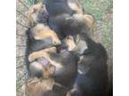 Bloodhound Puppy for sale in Marshville, NC, USA