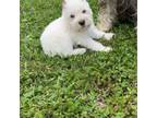 Schnauzer (Miniature) Puppy for sale in Neosho, MO, USA