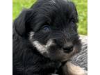 Schnauzer (Miniature) Puppy for sale in Neosho, MO, USA