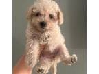 Maltipoo Puppy for sale in Victorville, CA, USA
