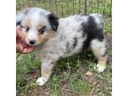 Miniature Australian Shepherd Puppy for sale in Weatherford, TX, USA