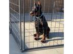 Doberman Pinscher Puppy for sale in Perris, CA, USA