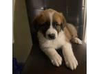 Nala the Saint Bernard