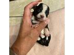 Chihuahua Puppy for sale in Shippensburg, PA, USA