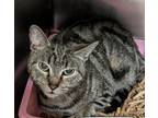 Adopt Monarch a Domestic Short Hair