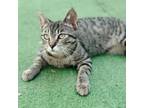 Adopt Cadence a Domestic Short Hair